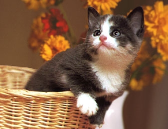 Local kitten Mr. Paws has had to endure the jeers and ridicule of neighbors and strangers alike after the publication of a scathing piece in <I>Cat Fancy</I> (top), which calls him a "fur-ocious failure" and "utterly a-paw-ling."